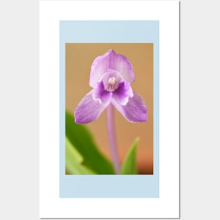 Roscoea alpina Posters and Art